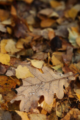 Background of multicolored fallen autumn leaves