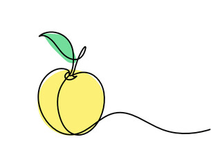 Drawing line apricot (peach, nectarine, plum) on the white background. Vector