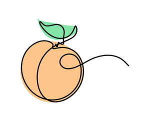 Drawing line apricot (peach, nectarine, plum) on the white background. Vector