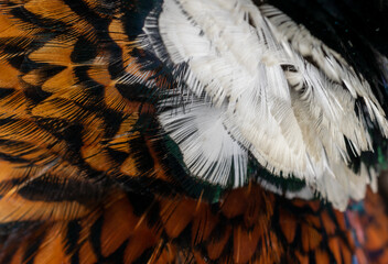 colored pheasant feathers with a visible texture. background