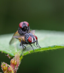 Fly mating closeup (macro) stock photo.