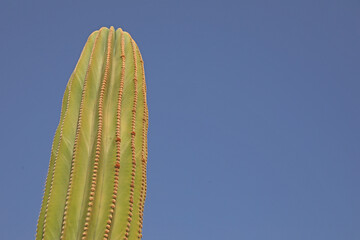 cactus sobre fondo azul cielo almería 4M0A5793-as21
