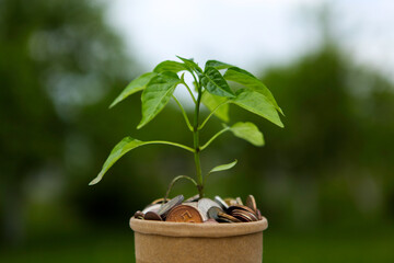 Concept for business, finance and investment. The plant grows in a container with coins.