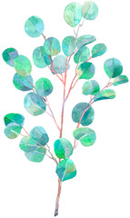 Watercolor sprig of eucalyptus. Illustration for card, invitation, paper. Leaves isolated on the white background.