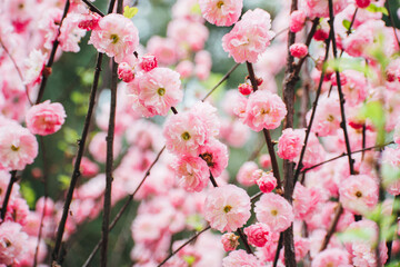 lovely pink cherry blossom in spring