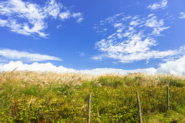 Fototapeta premium 風になびくすすきの高原