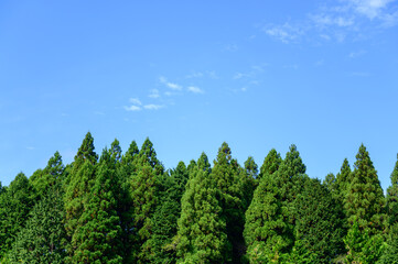 Obraz premium 杉の木と青空