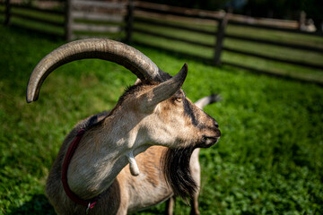 goat © Tom