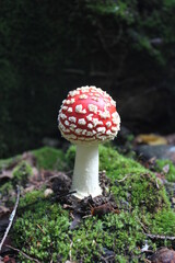 Bright fly agaric in the forest (close up)