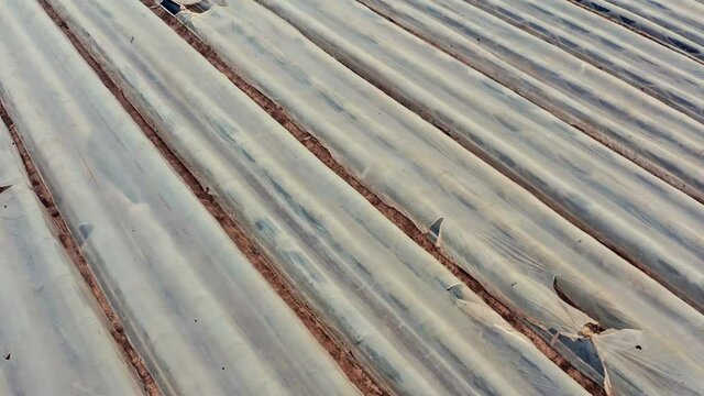 Drone flight downwards over a large asparagus field covered with foil  in Germany. The wind blows over the field.