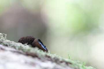 mushroom Bulgaria inuinans in close view