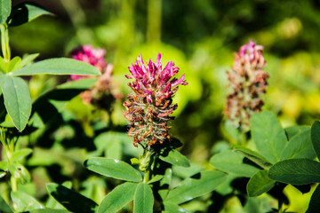 close up of an almost faded red clover blossoming in the city garden in summer