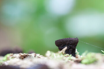 mushroom Bulgaria inuinans in close view