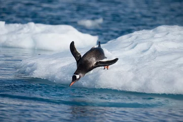 Fototapeten Gentoo Penguins jumping to the water from ice © Silver