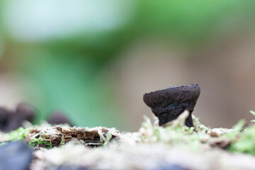 mushroom Bulgaria inuinans in close view