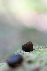 mushroom Bulgaria inuinans in close view