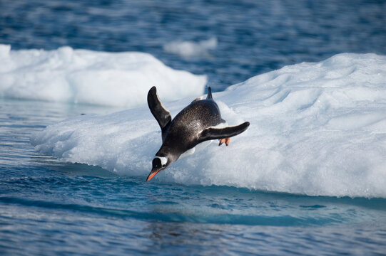 Gentoo Penguins jumping to the water from ice