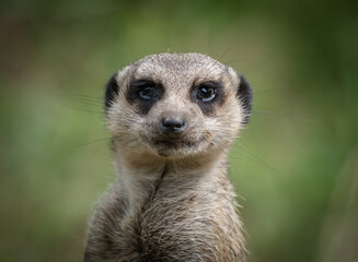 A cute meerkat closeup that is posing in front of the camera, copy space