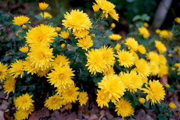 yellow flowers in the garden
