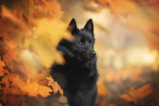 Cute black schipperke dog with shining eyes among red and yellow maple leaves on the background of a bright autumn landscape. Close-up portrait. Serious dog
