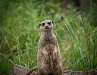 A cute meerkat closeup that is posing in front of the camera, copy space