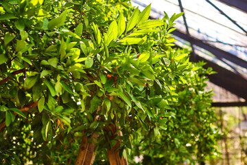 Obraz premium Crown of fruit tree, carved leaves illuminated by the sun in a greenhouse