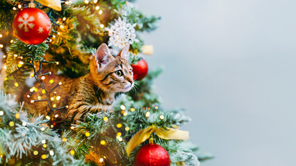A cat looks out from the branches of a decorated Christmas tree