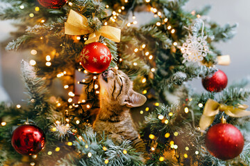 A cat looks out from the branches of a decorated Christmas tree and sing a song