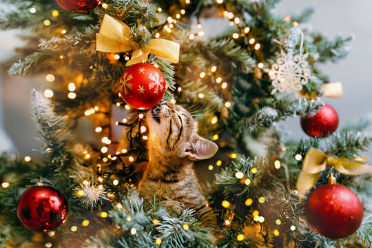 A Cat Looks Out From The Branches Of A Decorated Christmas Tree And Sing A Song