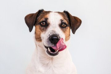 Hungry funny puppy dog licking its nose with tongue out - obrazy, fototapety, plakaty