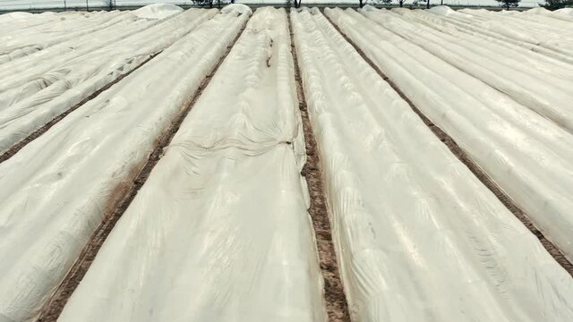 Drone flight sideways to the left over a large asparagus field covered with foil  in Germany. The wind blows over the field.