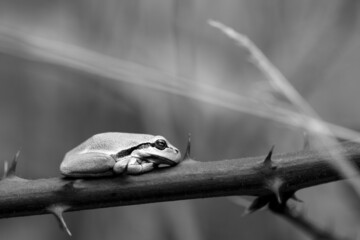 Black and white tree frog profile, north Brabant, the Netherlands