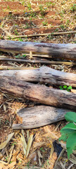 Textured photo of wood that is starting to rot and thrown away on the side of the Cikancung highway