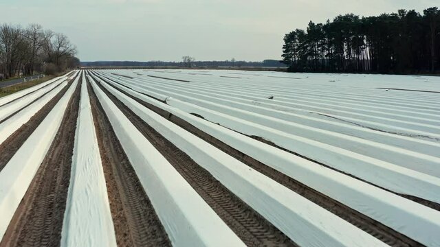 Drone flight forward over a large asparagus field covered with foil in Germany. You can see the furrows in the field. In the background you can see more asparagus fields and forests.