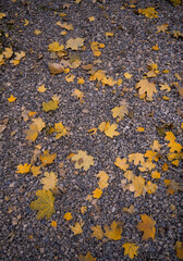autumn leaves background