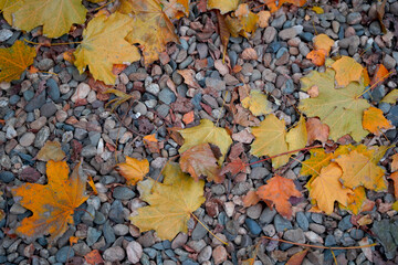autumn leaves background