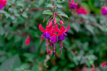 Selective focus of Fuchsia magellanica, Red flower in the garden, Hummingbird fuchsia or hardy...