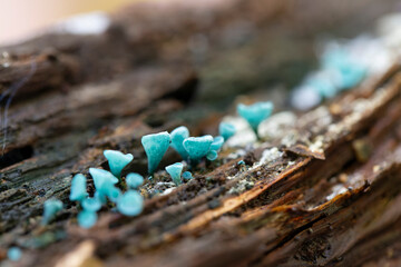 Mushroom Chlorociboria aeruginascens in close view