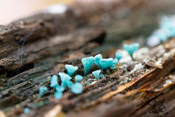 Mushroom Chlorociboria aeruginascens in close view