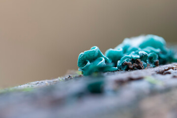 Mushroom Chlorociboria aeruginascens in close view