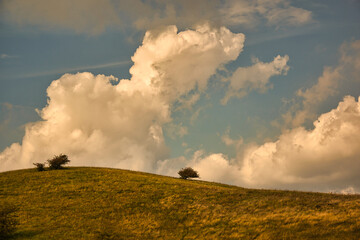 Heidewiese mit Baum bei herrlichen Wolkenhimmel