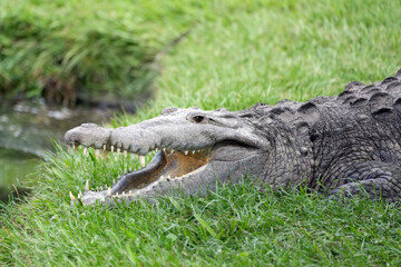 American Crocodile with mouth open