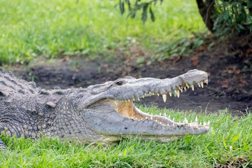 American Crocodile with mouth open