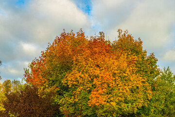 Color leaf on trees with blue sky in autumn fresh morning