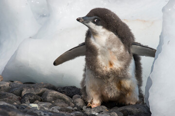 Adelie Penguin chick on beach in Antarctica