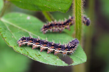 Soybean plants damaged by caterpillars of painted lady (Vanessa cardui). It is migrating butterfly species whose larvae can damage many types of crops.