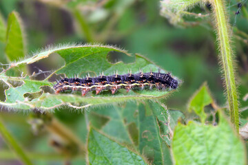 Soybean plants damaged by caterpillars of painted lady (Vanessa cardui). It is migrating butterfly species whose larvae can damage many types of crops.