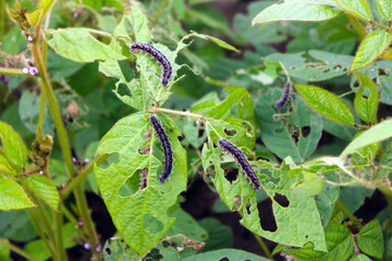 Soybean plants damaged by caterpillars of painted lady (Vanessa cardui). It is migrating butterfly species whose larvae can damage many types of crops.