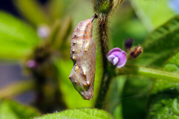 Pupa of painted lady (Vanessa cardui) on soybean plant. It is migrating butterfly species whose larvae can damage many types of crops. © Tomasz