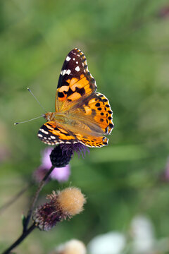 Painted lady (Vanessa cardui). It is migrating butterfly species whose larvae can damage many types of crops.
